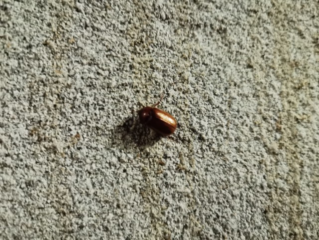 如何识别木材板材是否受到虫害